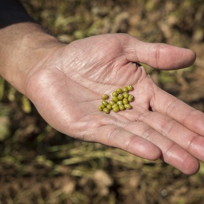 Man's hand holding quantity of mungbean, green in colour 